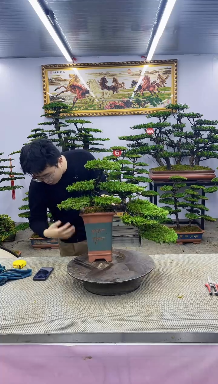 【闪购商品】八斗松/松类活物造型盆景，以直播间截图为啊