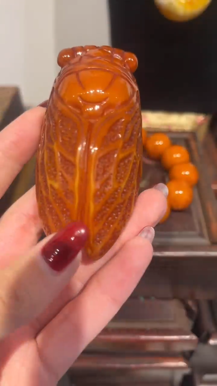 陶开开开------蝉