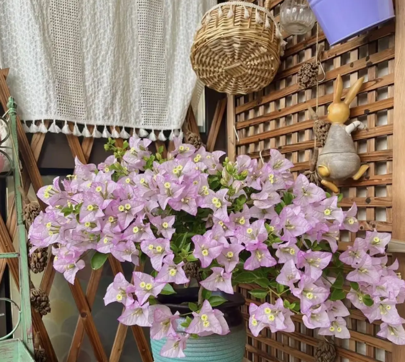 25号丽娜 三角梅苗 不带花不带盆