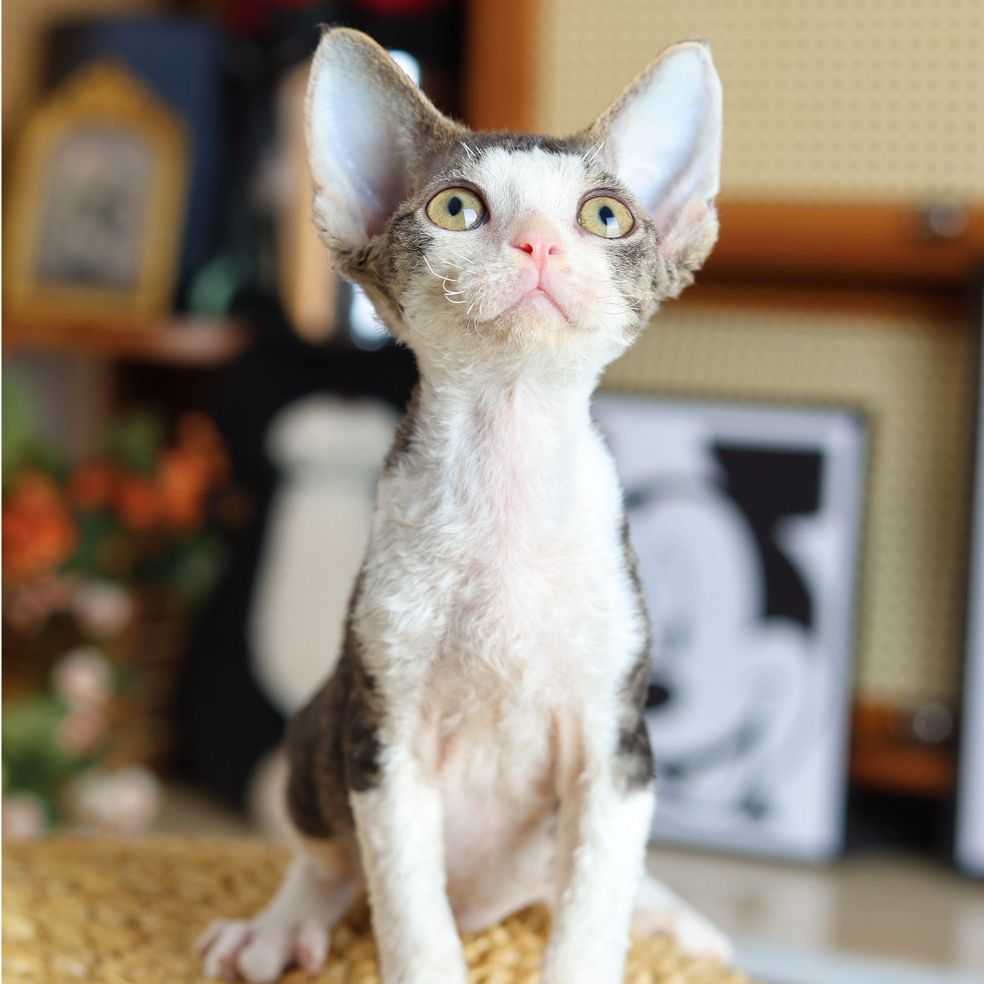 秋阳 黑虎斑加白 弟弟 德文卷毛猫