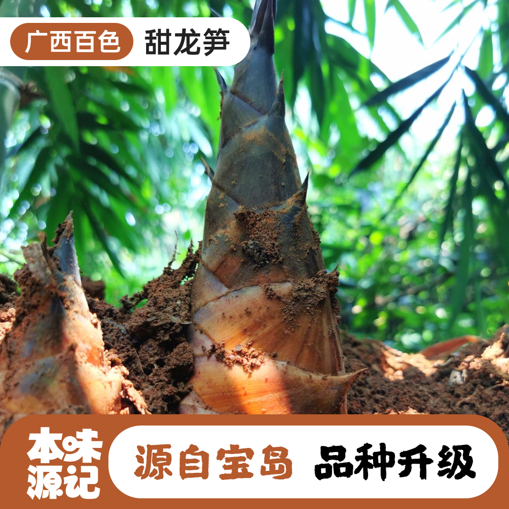 广西甜龙笋鲜脆嫩甜口感细腻撕开即食清炒炖汤火锅产地直发新鲜