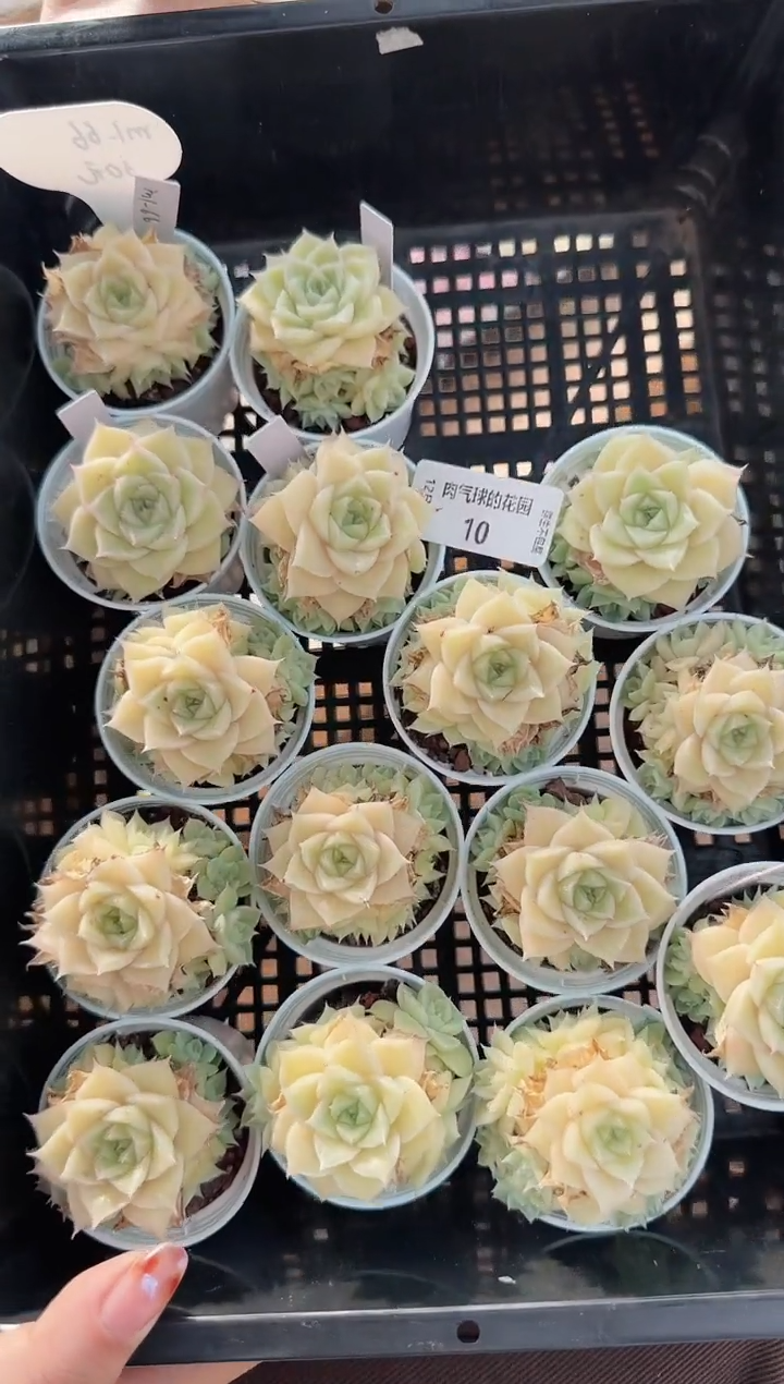 1212-10M1-66多肉量拍任意发一颗群生不包整