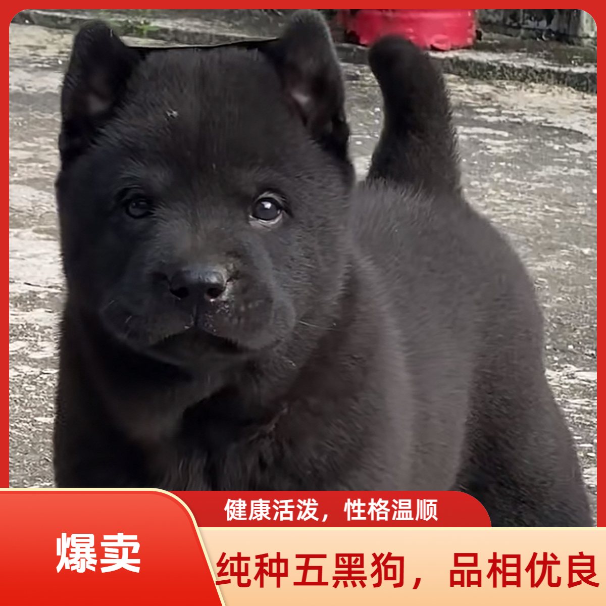 中华田园犬五黑犬活体幼犬适合看家护院可爱宠物狗