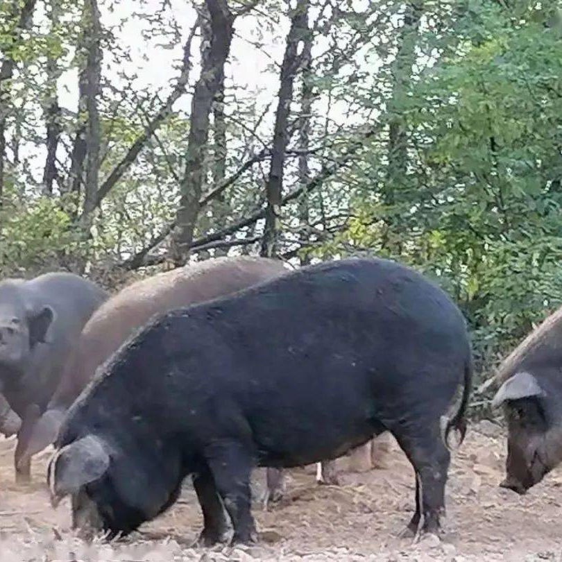 部位随机发货，介意勿拍，新鲜五花肉肋排排骨腿肉黑猪肉农家土猪肉