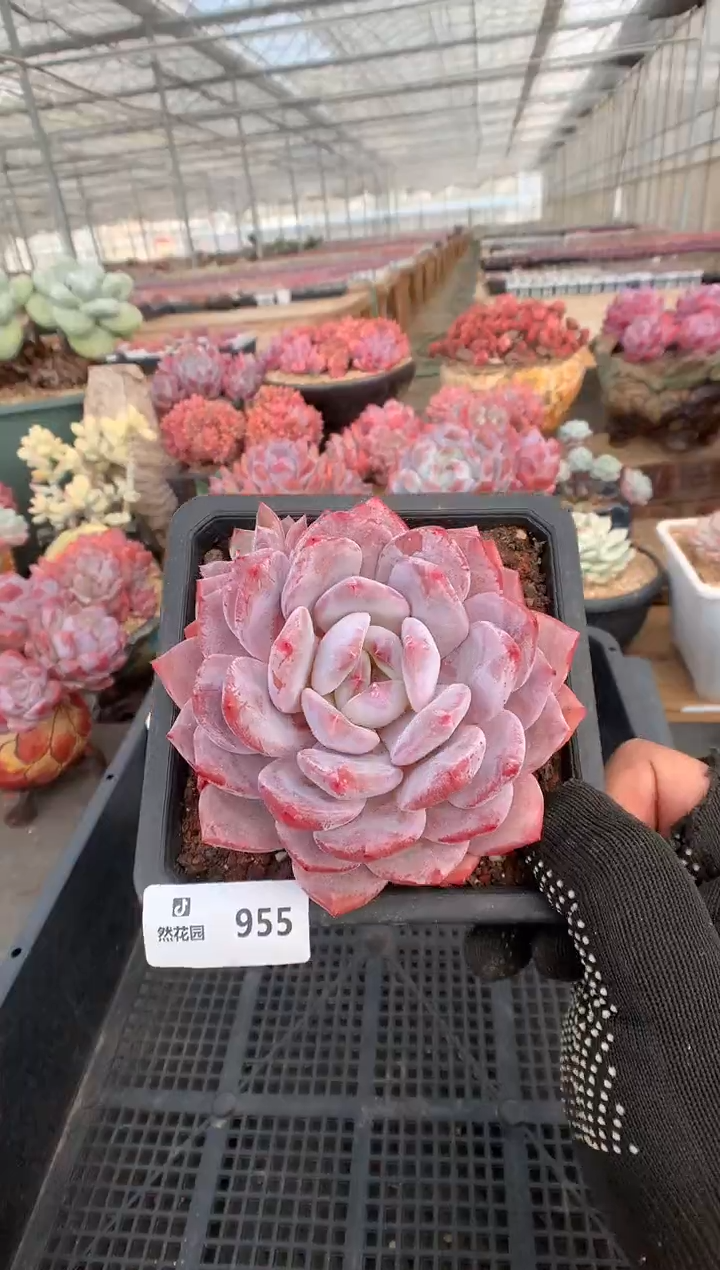 955星橙一物一拍