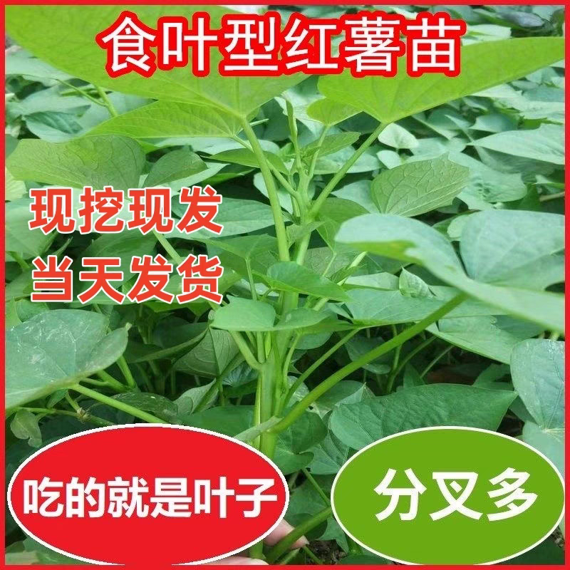 带根发货专吃叶子地瓜苗红薯叶种藤福薯番薯专吃叶子山芋蔬菜苗