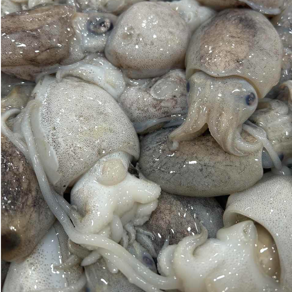 新鲜海捕小墨鱼   墨鱼仔 顺丰