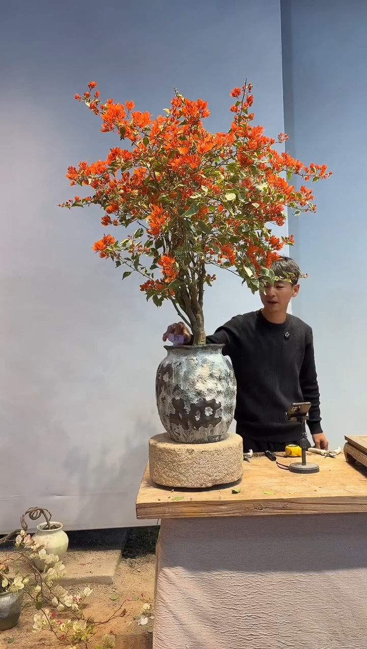 以实际为准多**点三角梅55