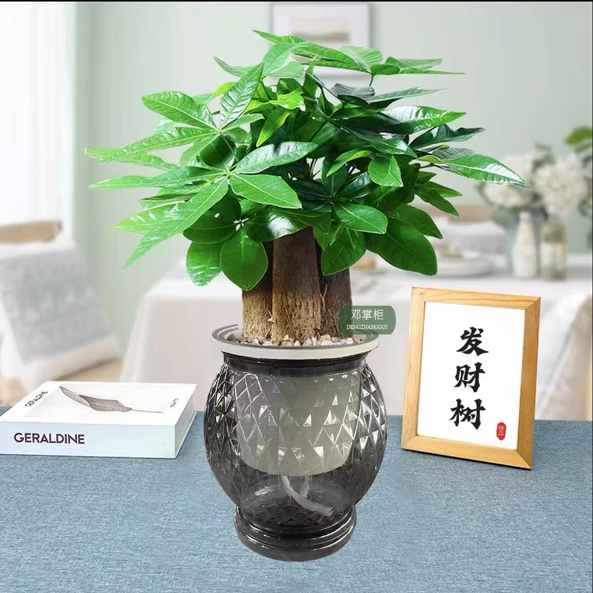 水培三杆发财树盆栽办公桌绿植室内观叶植物好养耐活A1