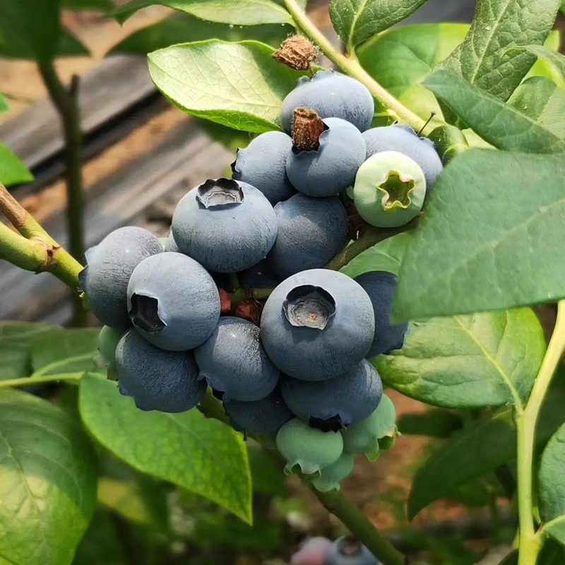 【当季品质蓝莓】蓝莓水果怡颗蓝莓现摘现发孕婴辅食【顺丰包邮】