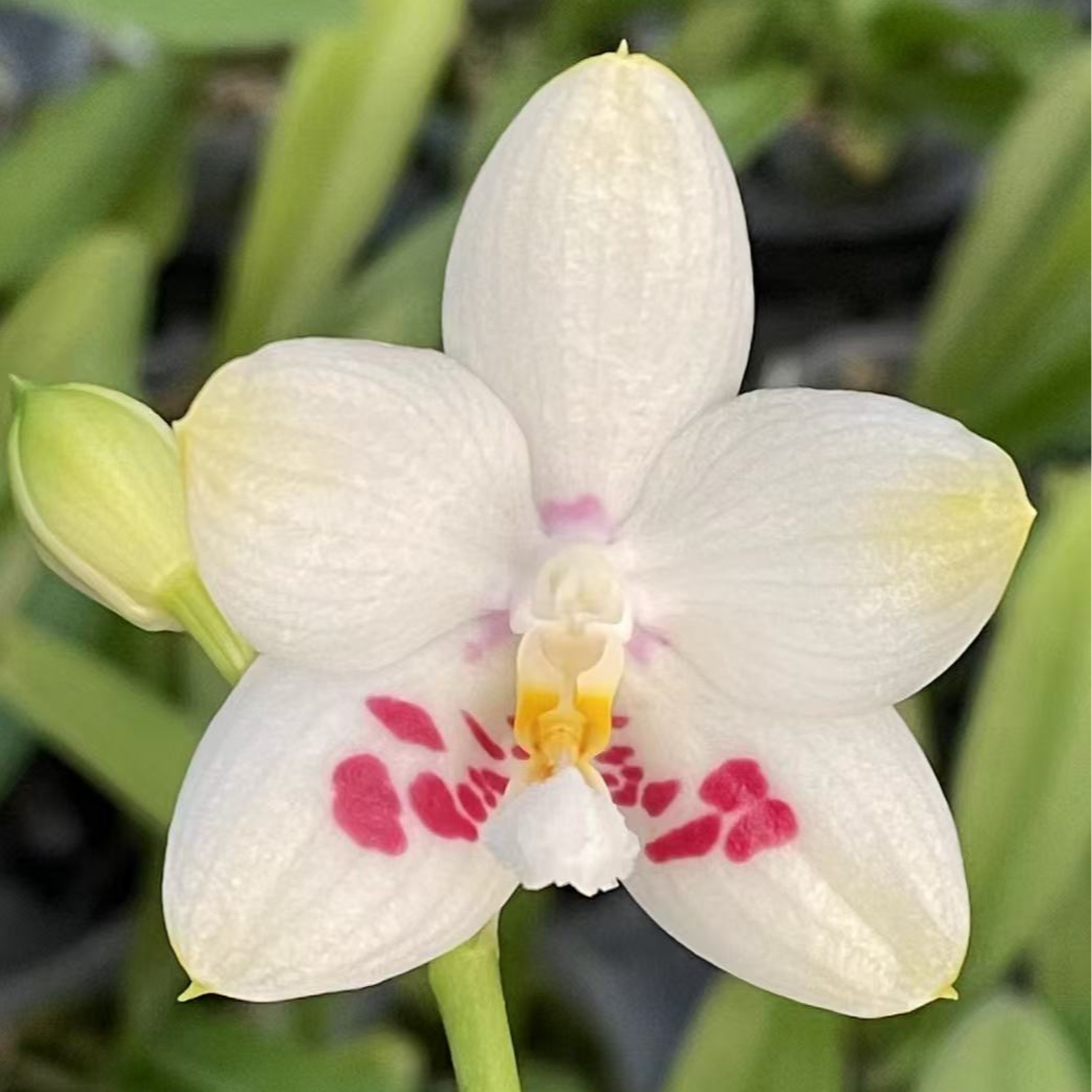 2.5寸 郑敏之鹰-开花株【叶瑕少根花期不保】 珍奇类蝴蝶兰