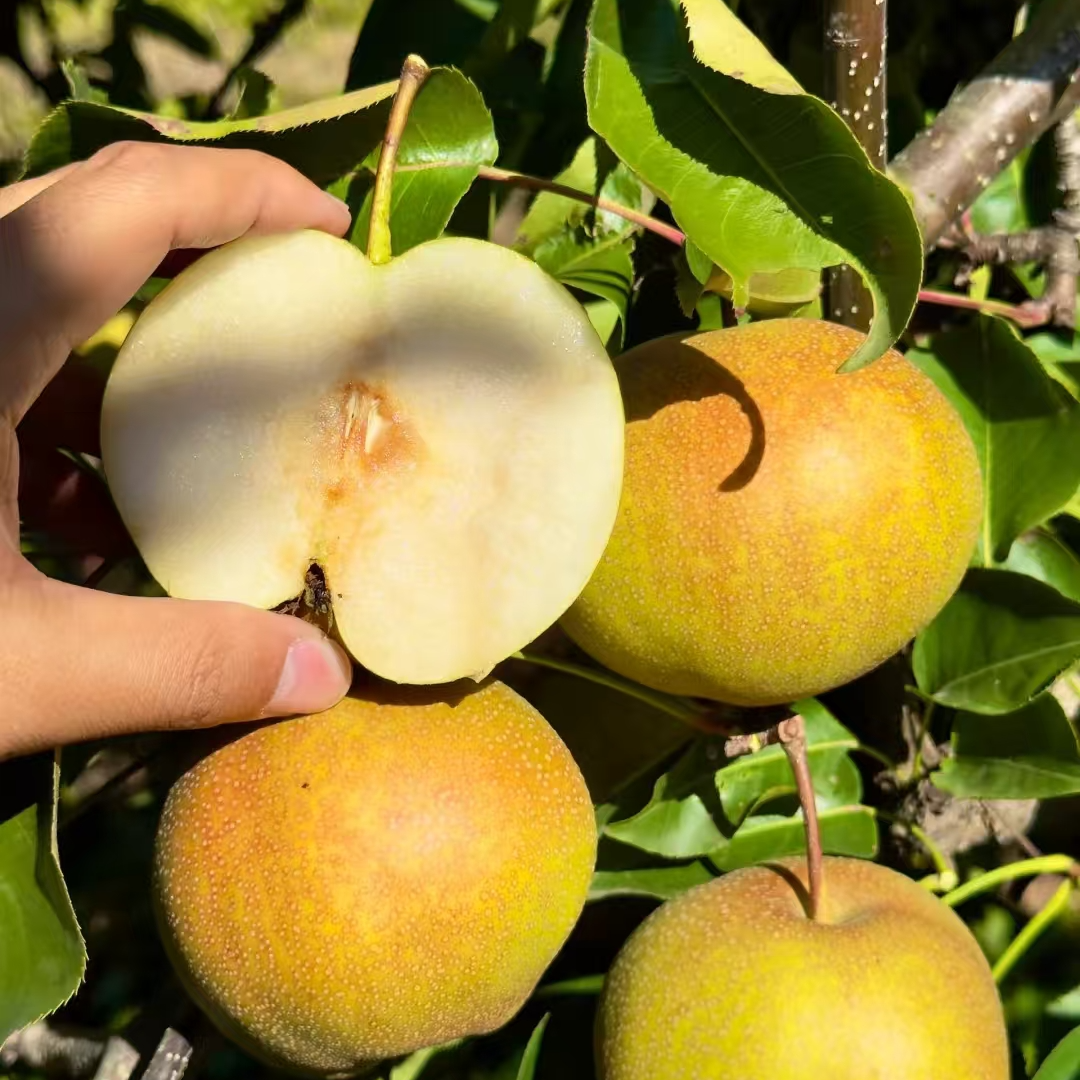 【3斤±50g】瑕疵苹果梨（长治同城送）