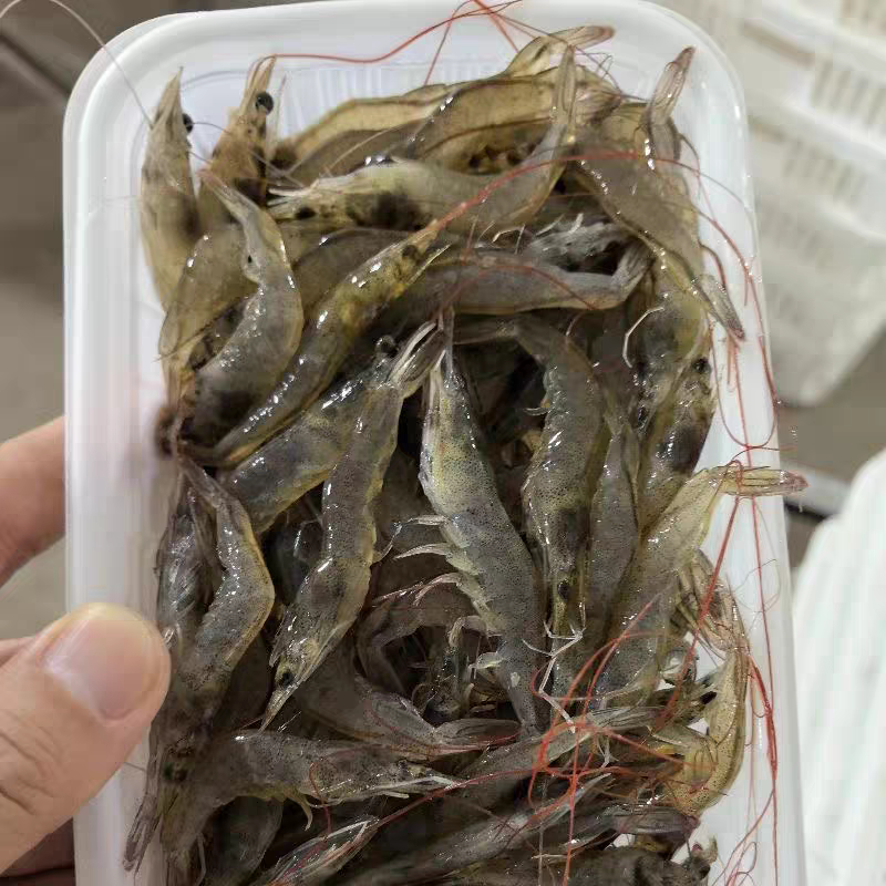 （4斤）海小白虾 油炸虾 5cm左右 海捕活虾速冻（嫌小勿拍）青岛