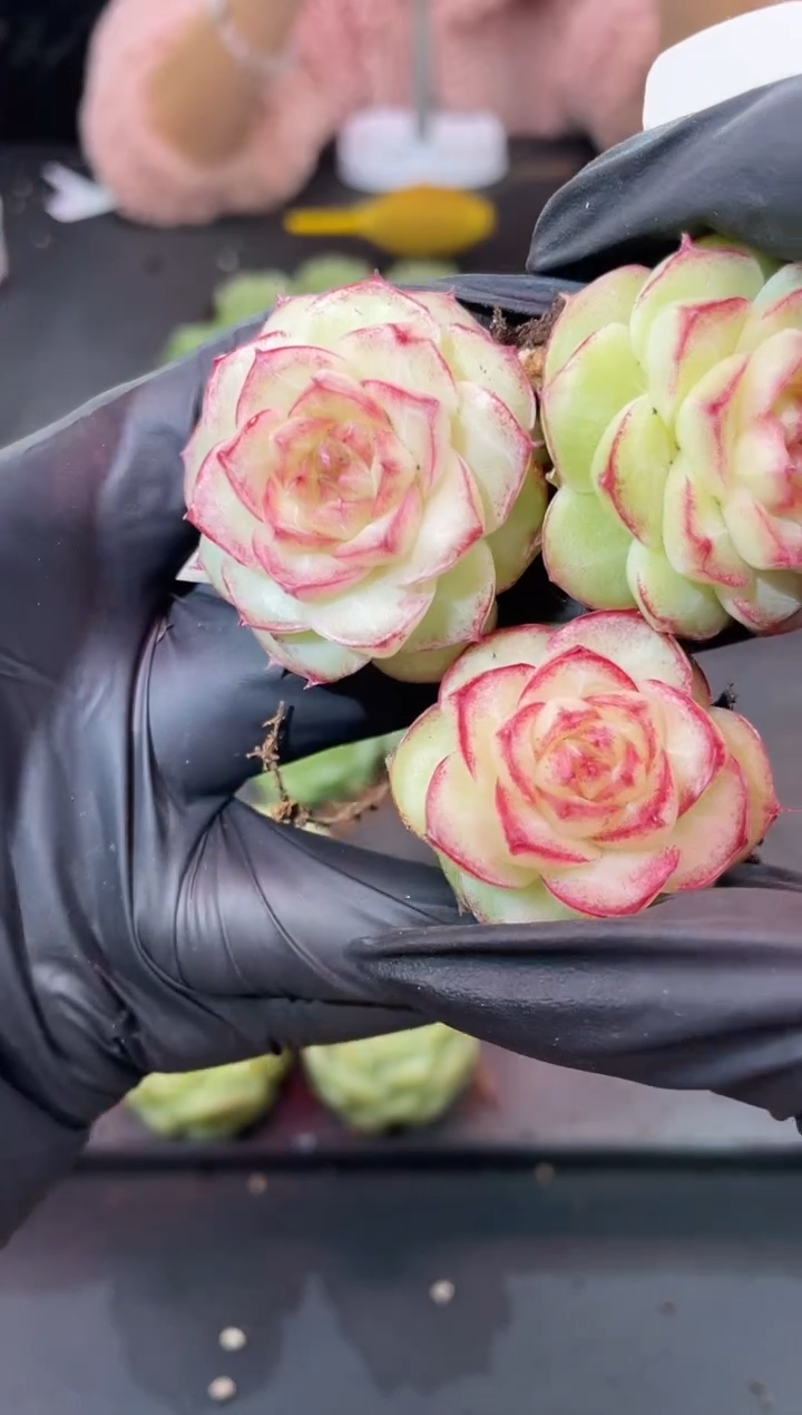 闪购971  贞德女王多肉一颗  3.5-4厘米