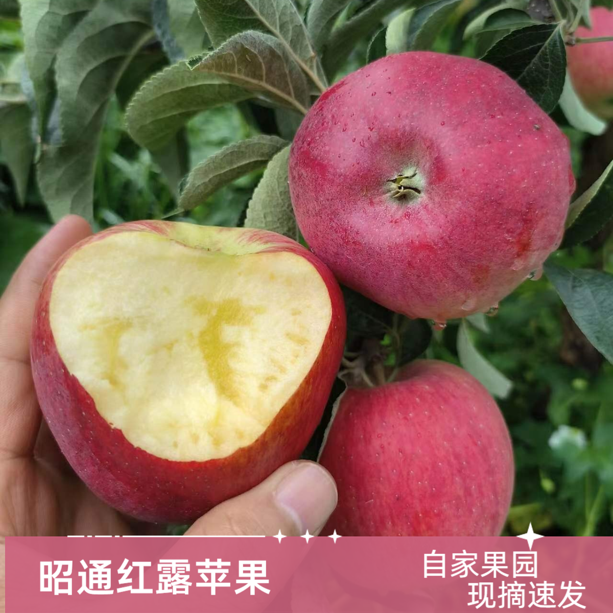 浩睿鲜森甄选【顺丰包邮】正宗云南昭通红露苹果纯甜无酸果园直发