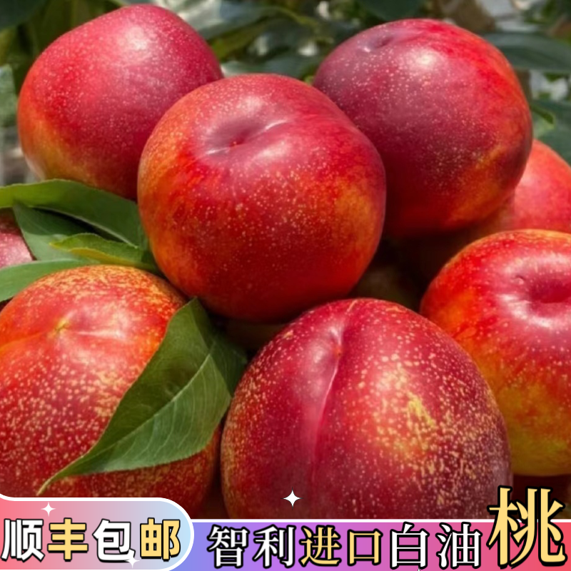 澳洲智利进口白肉油桃新鲜水果脆甜爽口应季水果