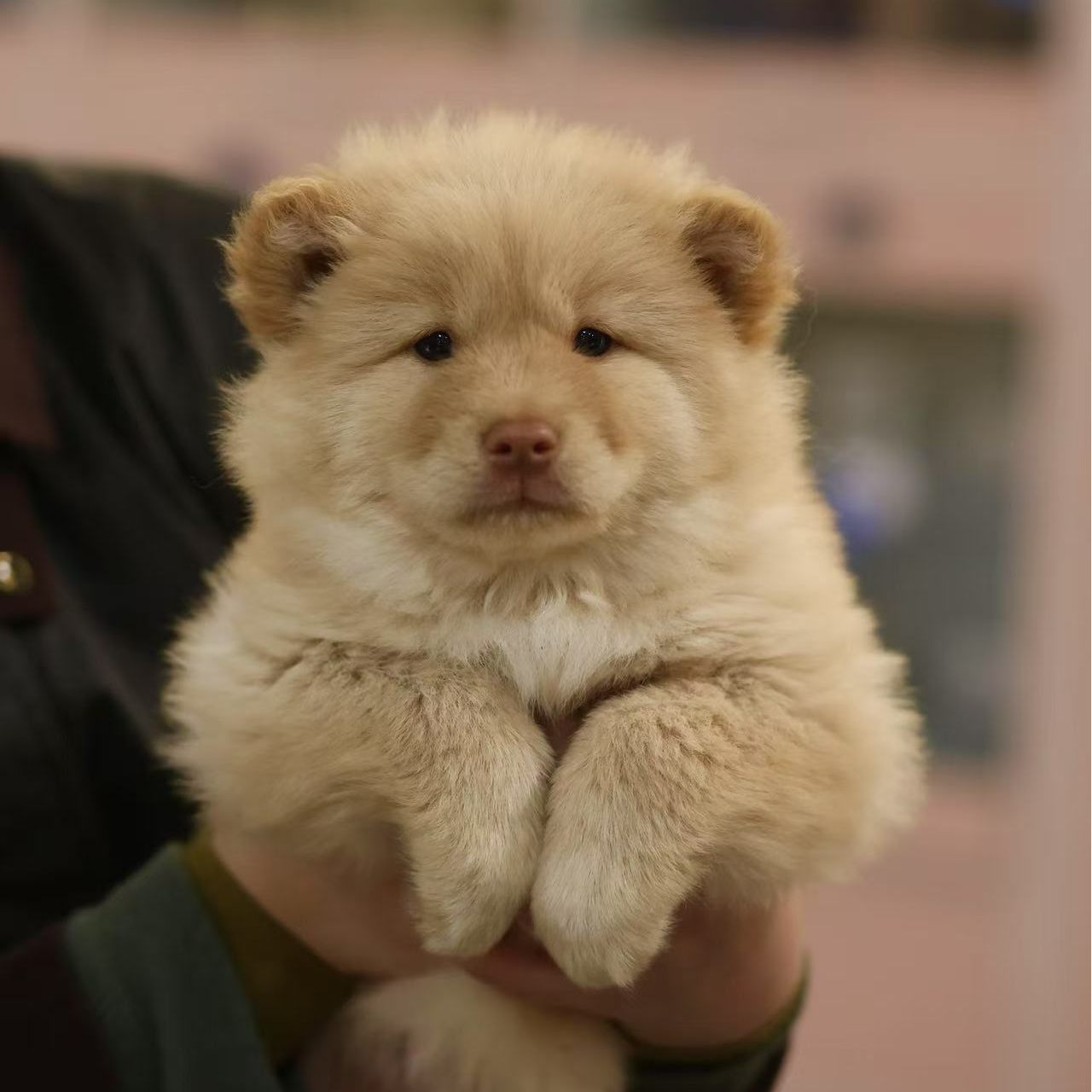 土松宠物活体狗狗