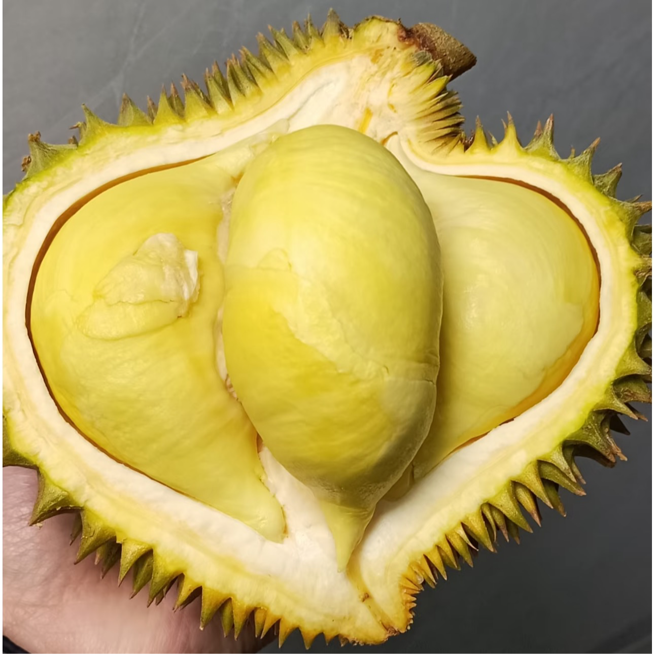 新鲜金枕巴掌榴莲3斤起核小金枕