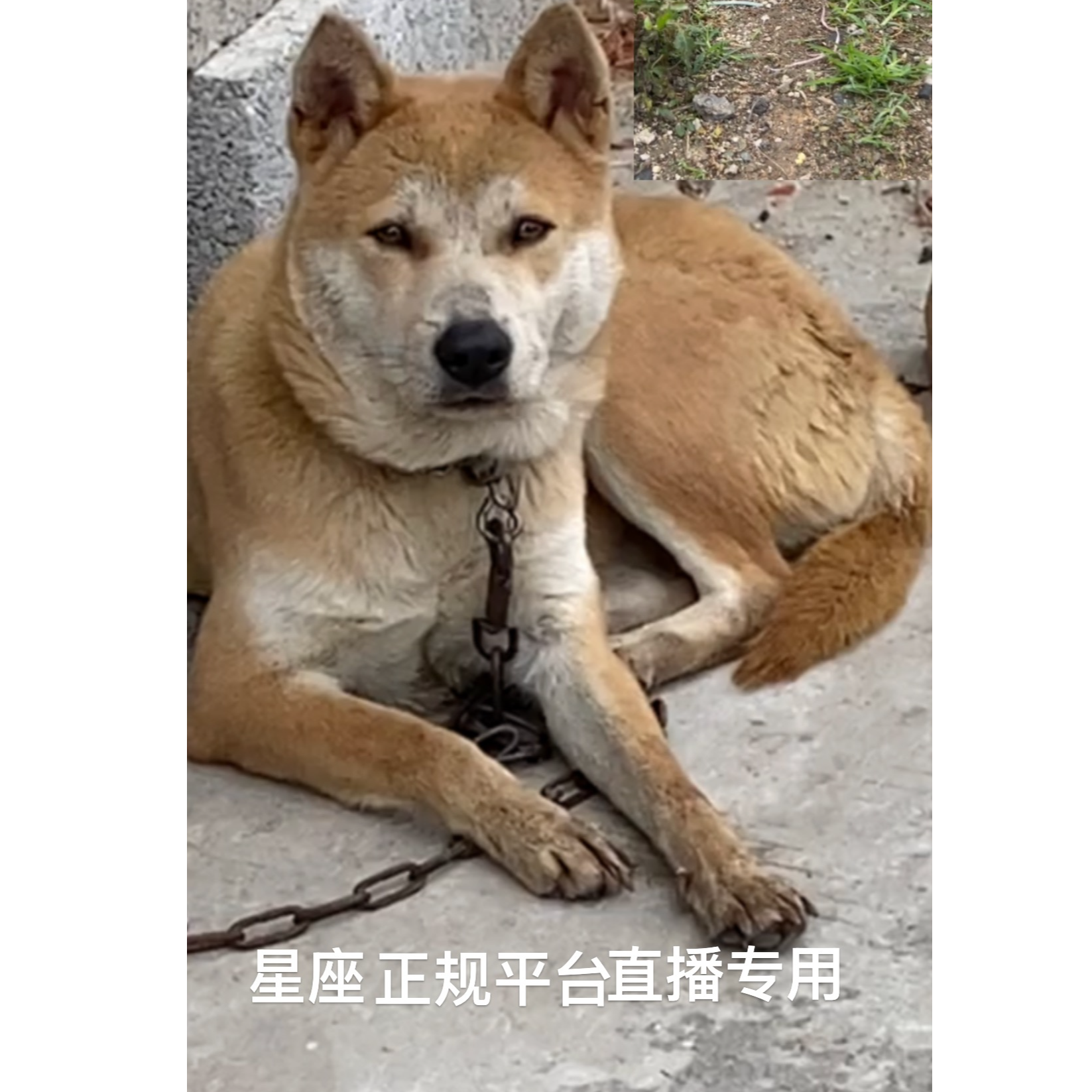 （星座家）T狗狗活体