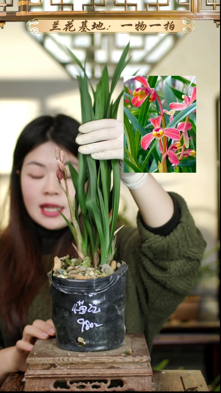 完全开放状元红4苗2花苞