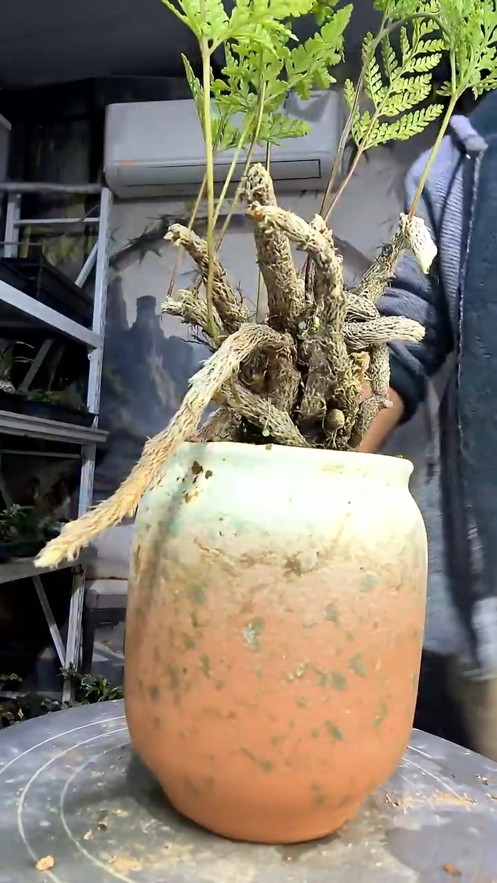 G中青园艺一物一拍花52