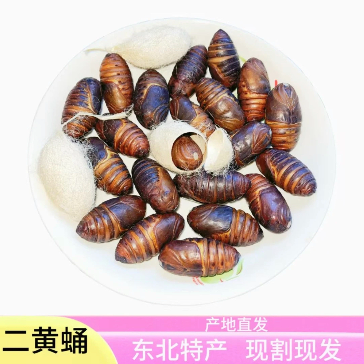 【二黄蛹混】东北特产高蛋白蚕蛹新鲜蚕蛹茧蛹绿色优质营养原产地