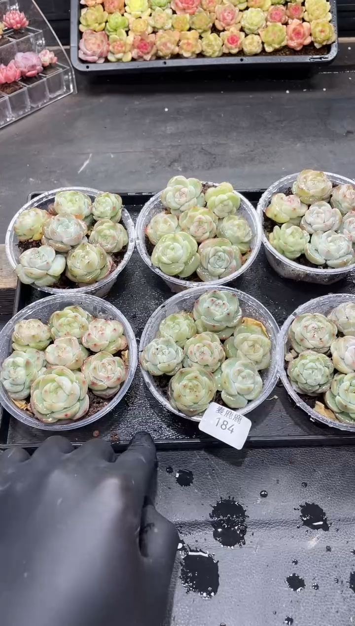 184霸道珍妮白体     量拍