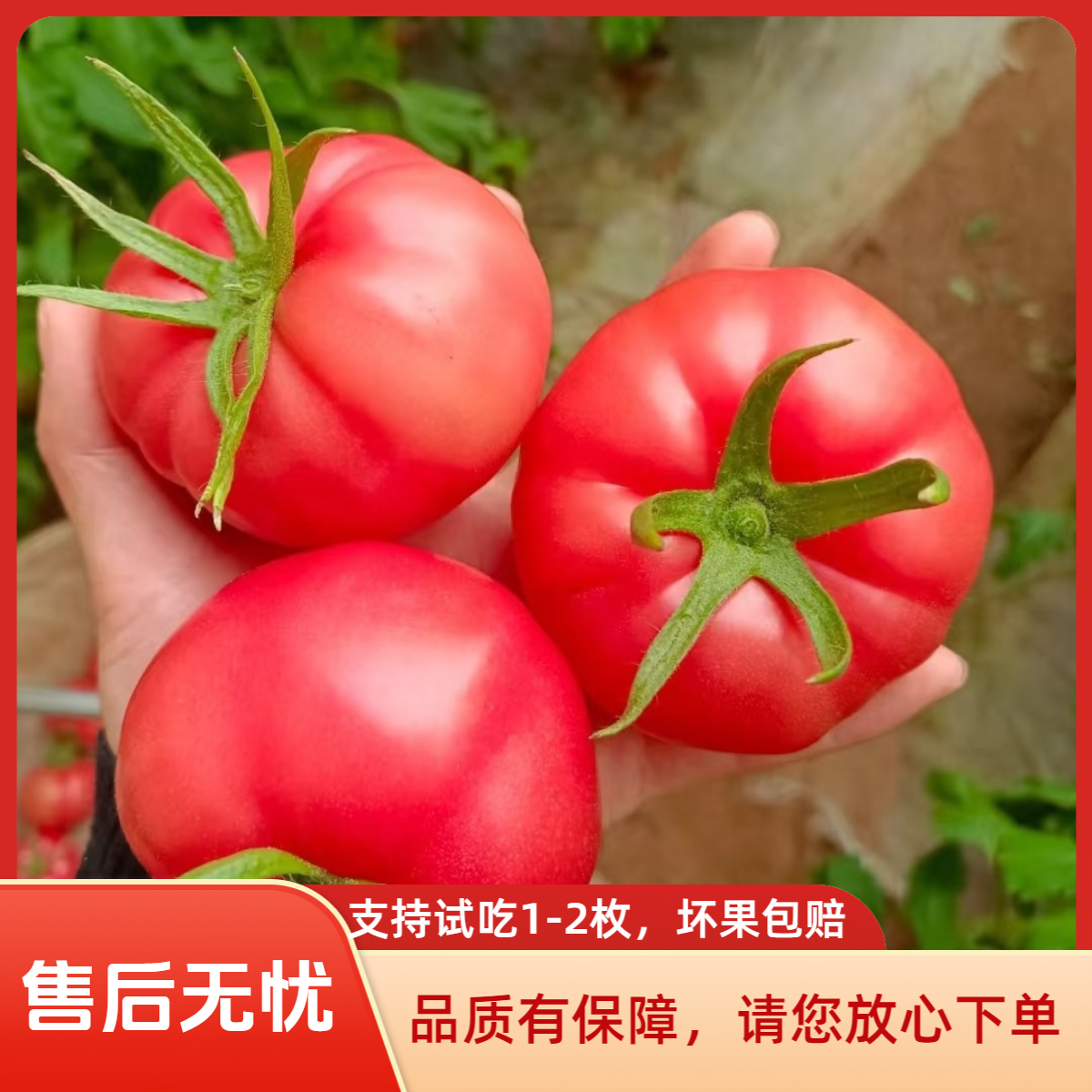 泾阳水果西红柿 草莓心黄金籽 酸甜多汁 沙瓤可口