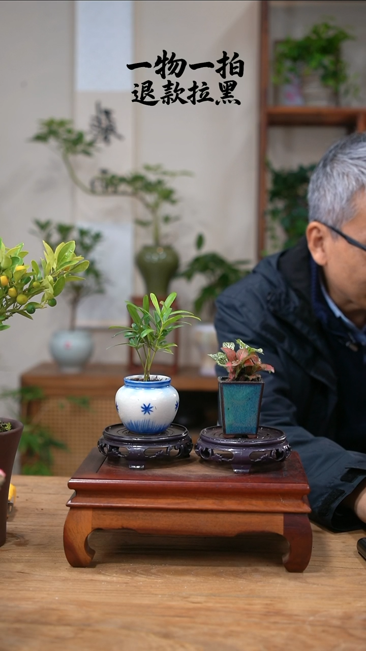 完全开放紫**話罗汉松+网纹草486
