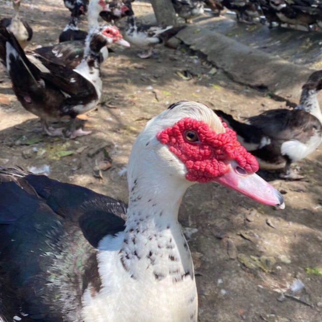 黑番鸭  顺丰包邮  宠物【到手30只】