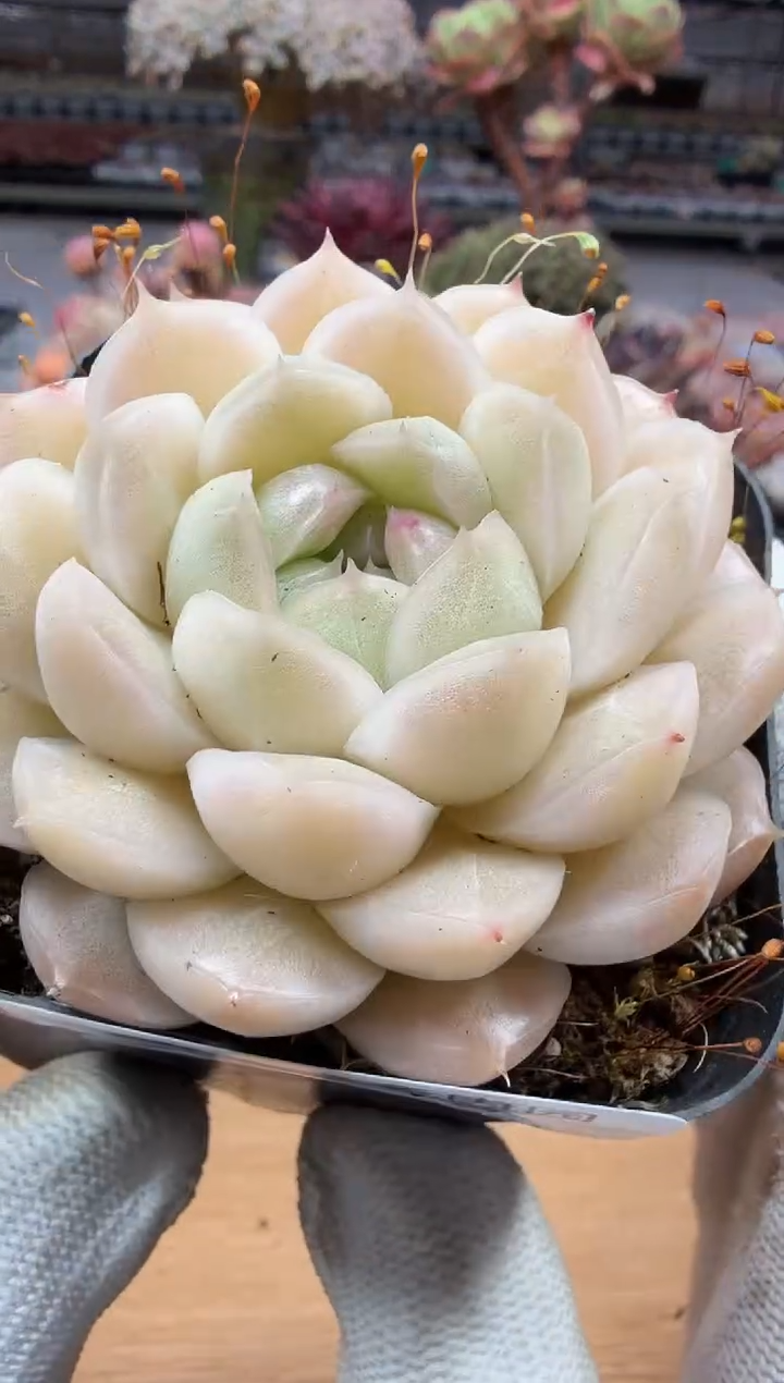 东云多肉园二店-13