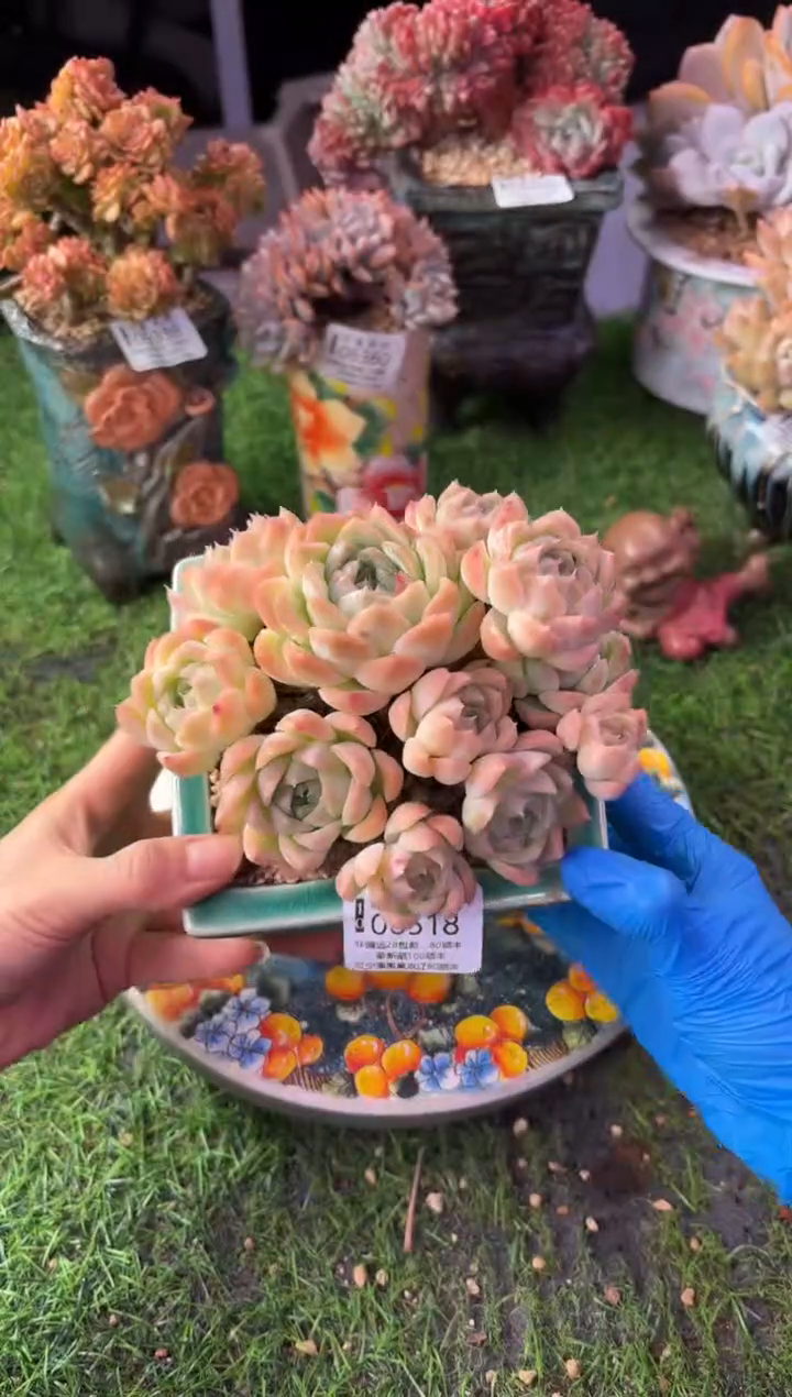 昆明印象多肉06518