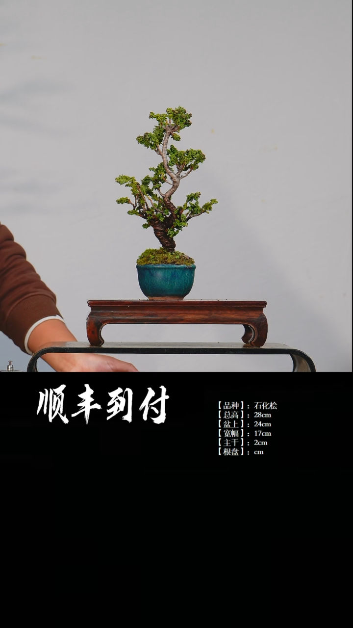【闪购商品】1C965 石化桧 不包邮