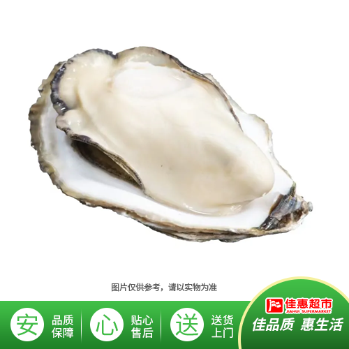 乳山生蚝2.5/个