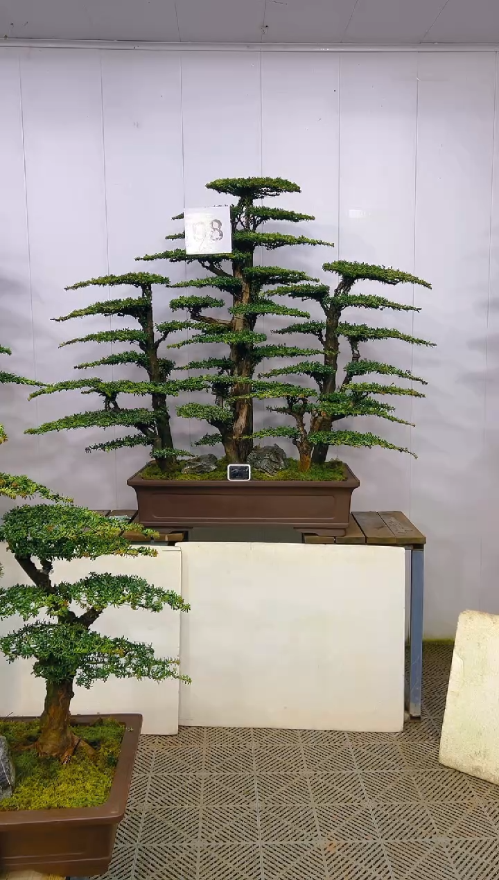 无花朵星****）一物一拍一物一拍