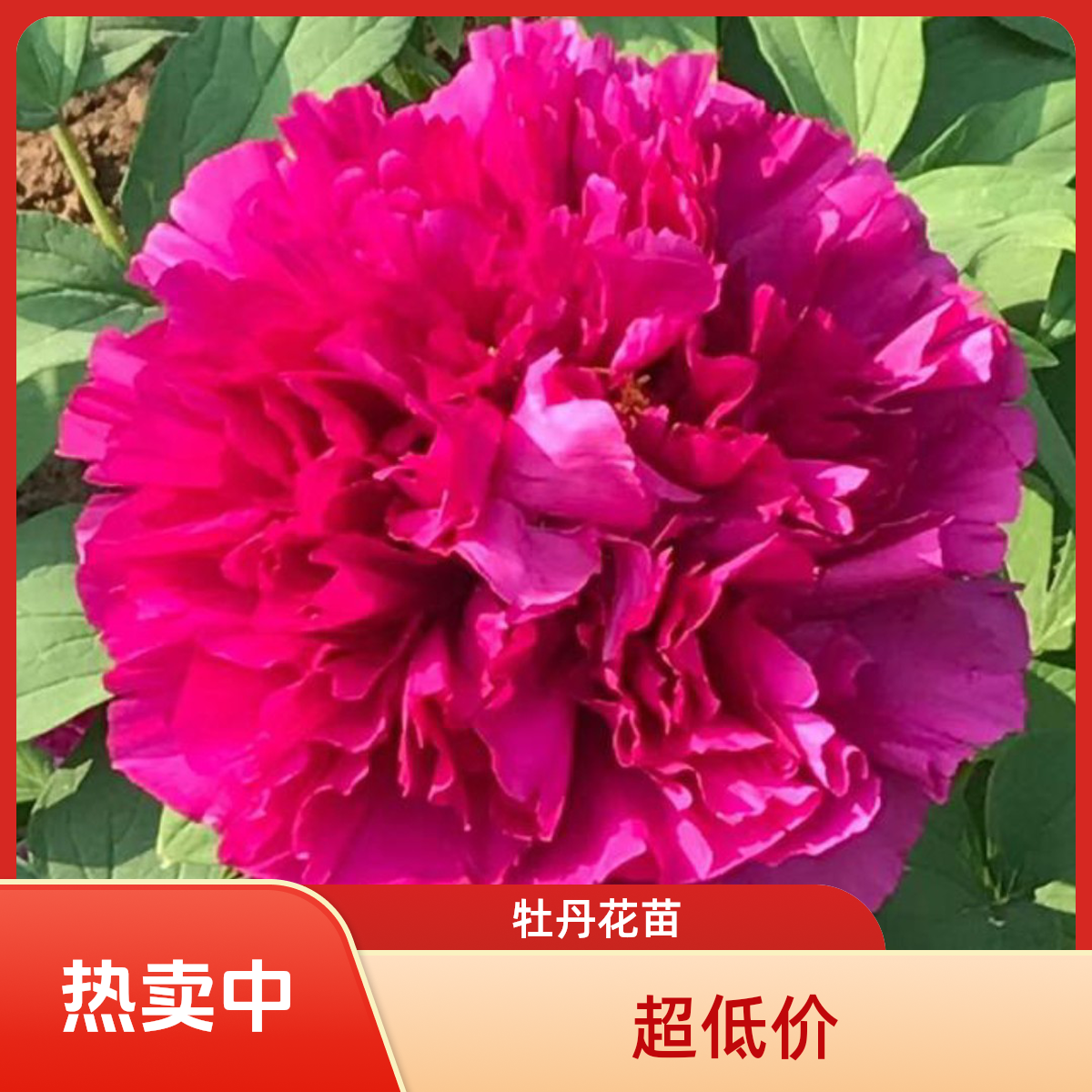 【花王】进口大花牡丹花苗菏泽基地发货