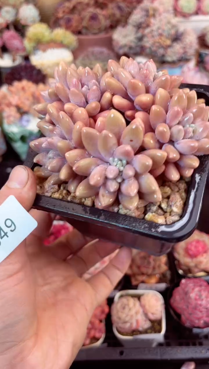 【闪购商品】7349群生星黛露多肉