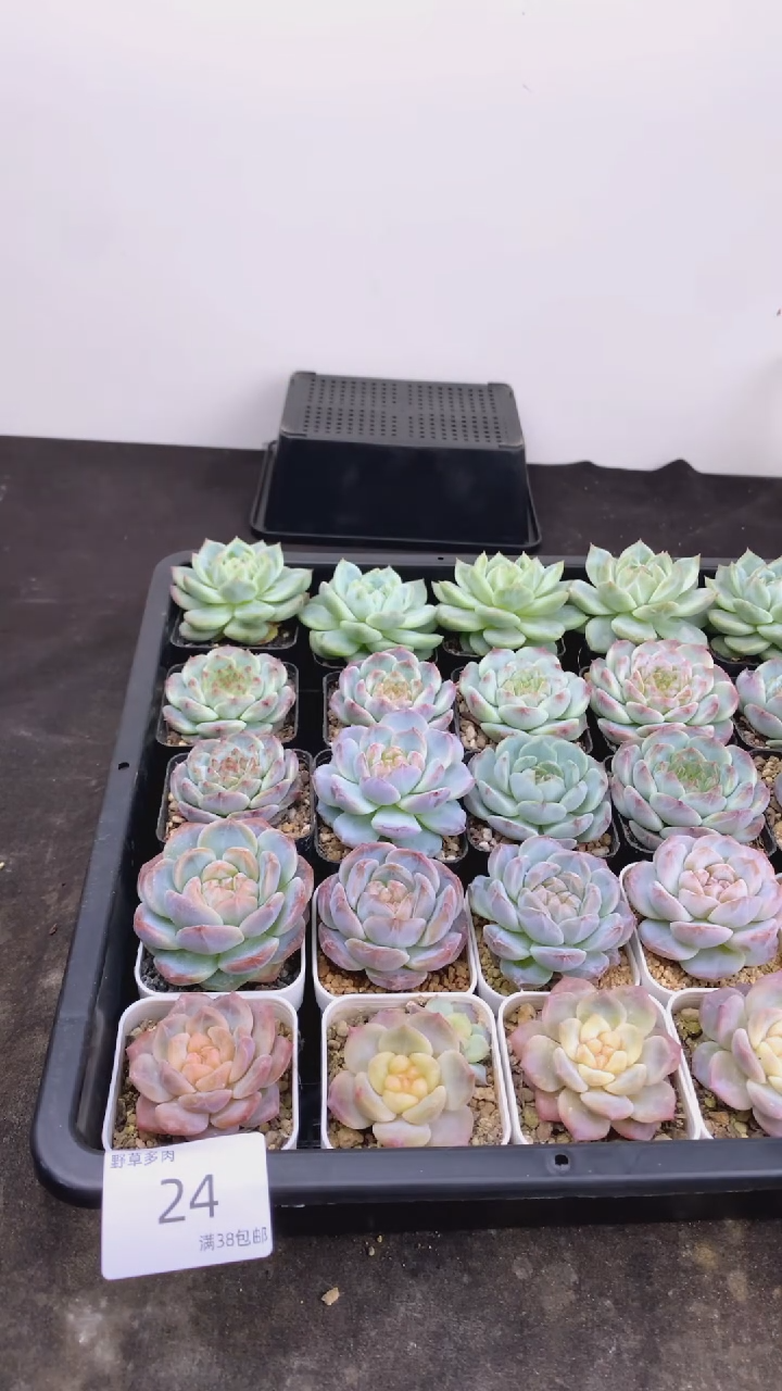 28.8一组一组包邮24号