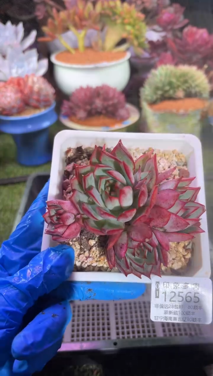 【闪购商品】12565