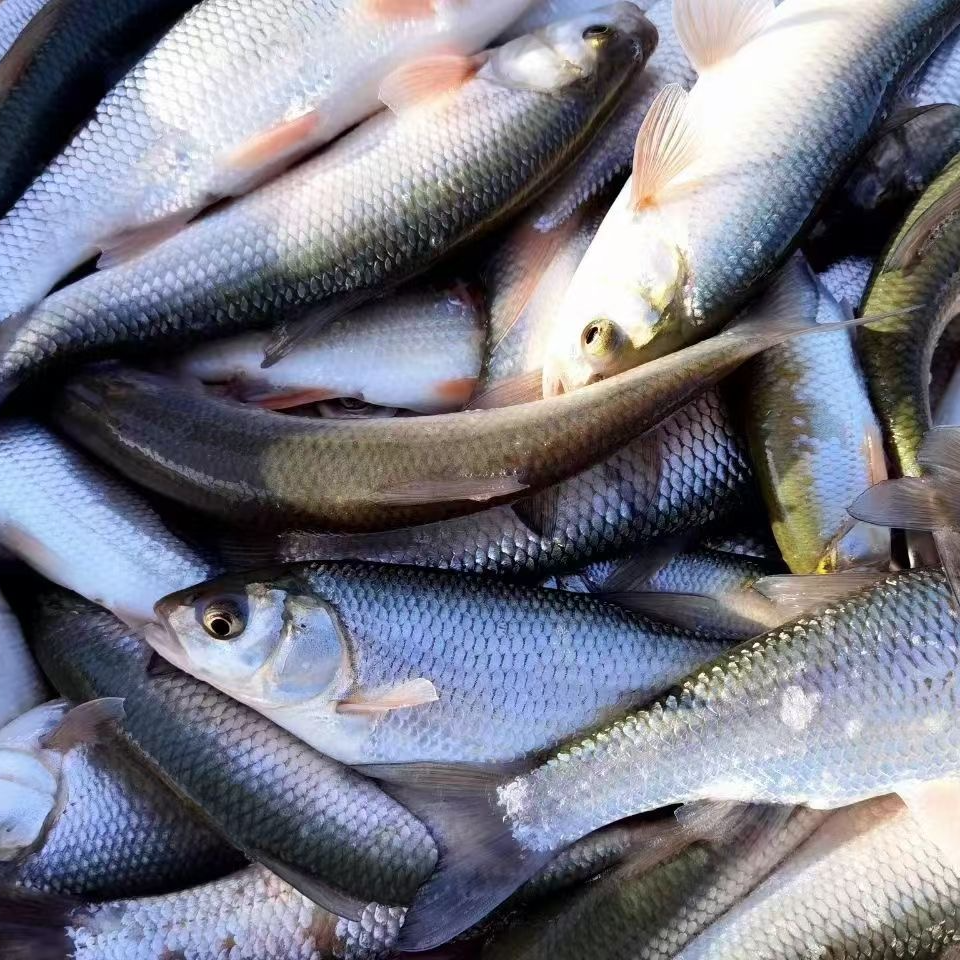 华子鱼肉质鲜美，鲜活打包，急速冷冻发货