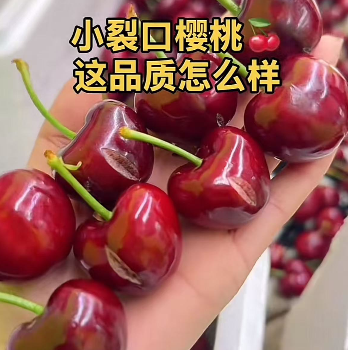 小裂口【裂口樱桃2斤装】净重1.8斤 大连头茬大樱桃 干裂口小于1cm 不好看但不影响吃 介意慎拍 懂的拍 2J-3J