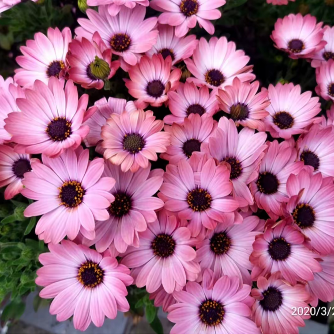 蓝目菊南非万寿菊花苗盆栽地栽阳台庭院好养爆花多年生