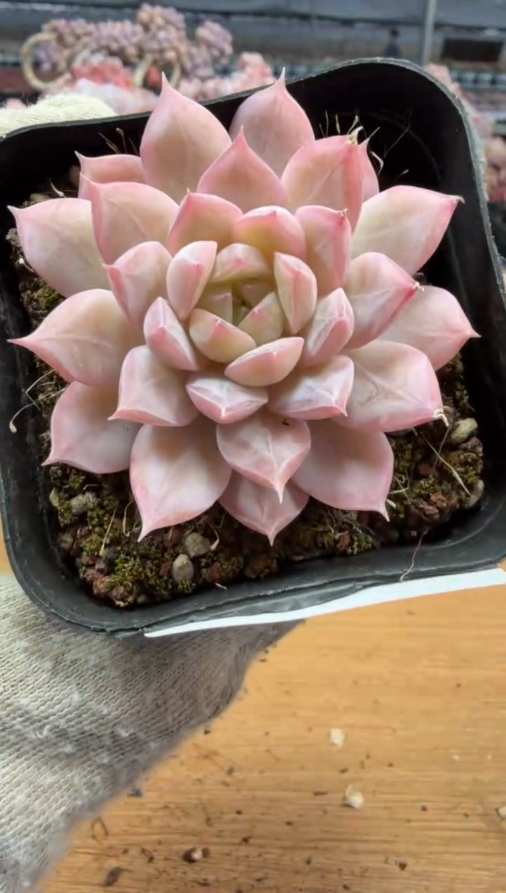 东云多肉园三店-99