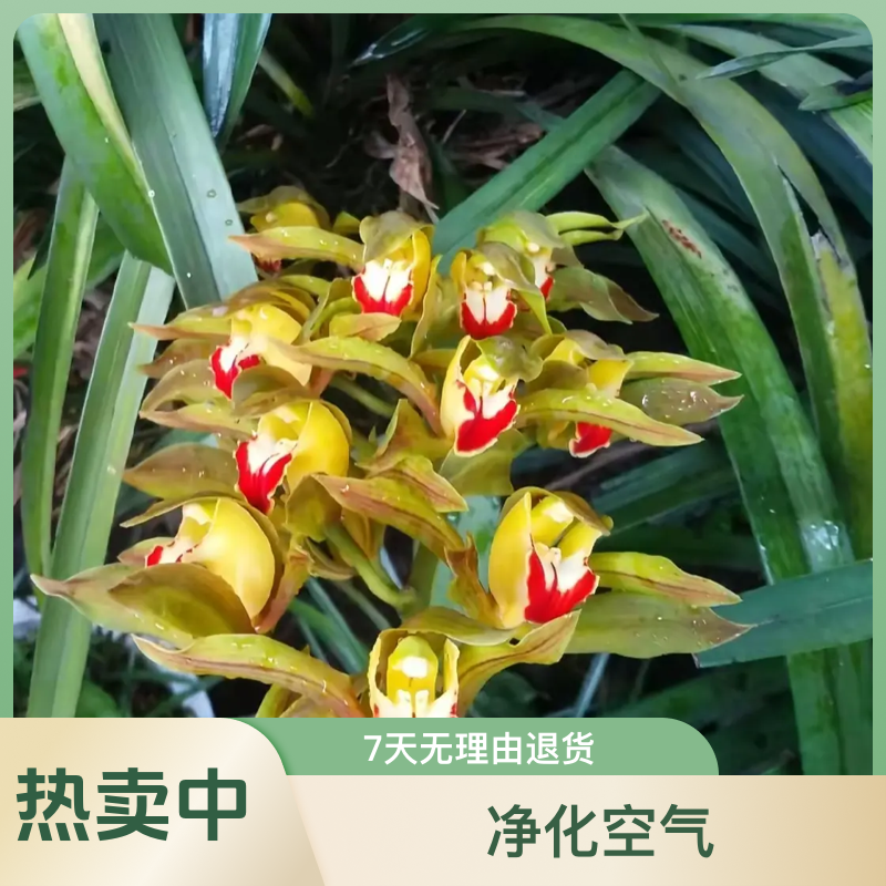 云南虎头兰红嘴鸥岁月浓香型室内外好养四季开花兰花盆栽