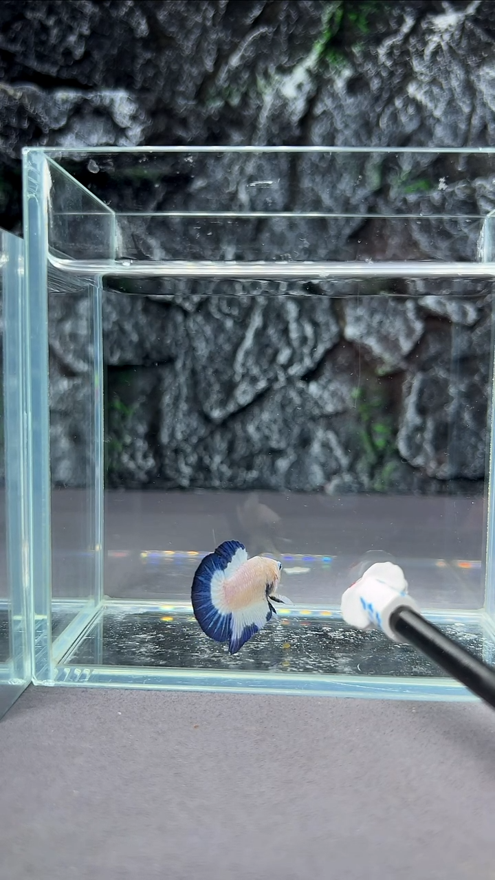 斗鱼竞拍链接A027