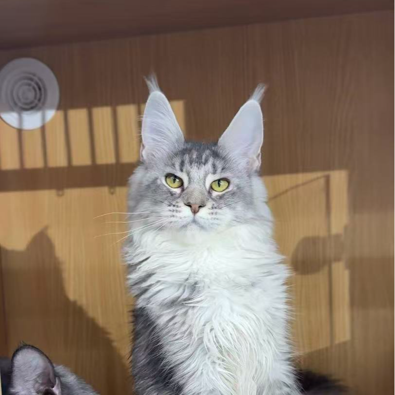 来了姊妹-银麻纹缅因猫 妹妹 1056