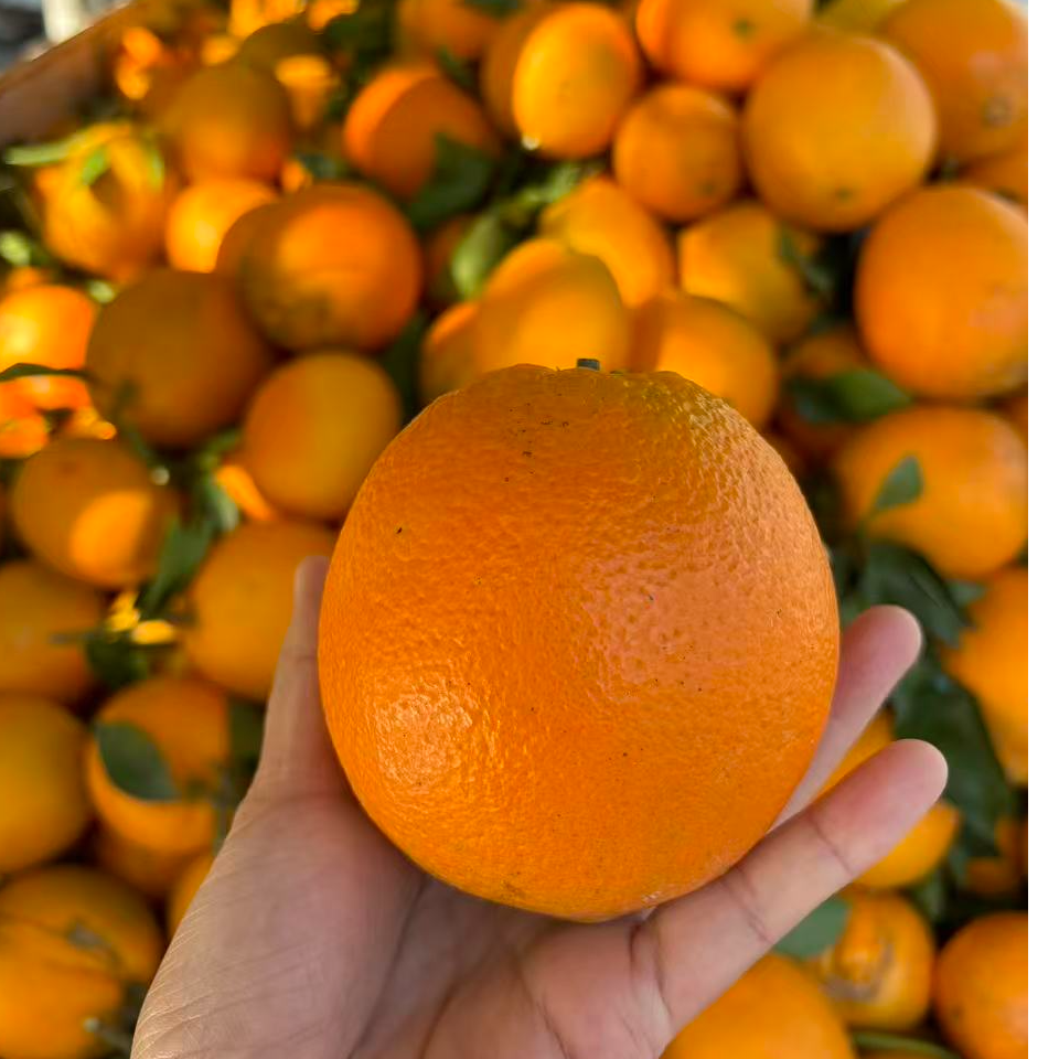 正宗南丹罗富脐橙新鲜手剥橙子当季新鲜水果现摘