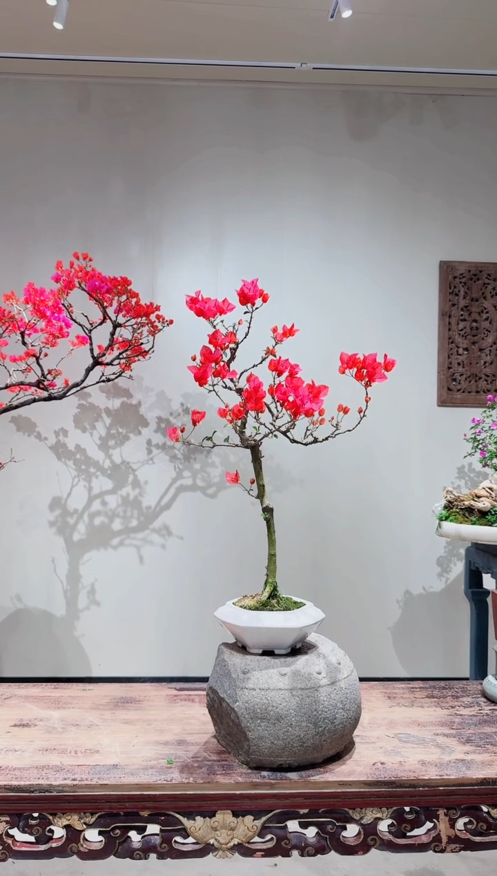 【闪购商品】盆景海岛红