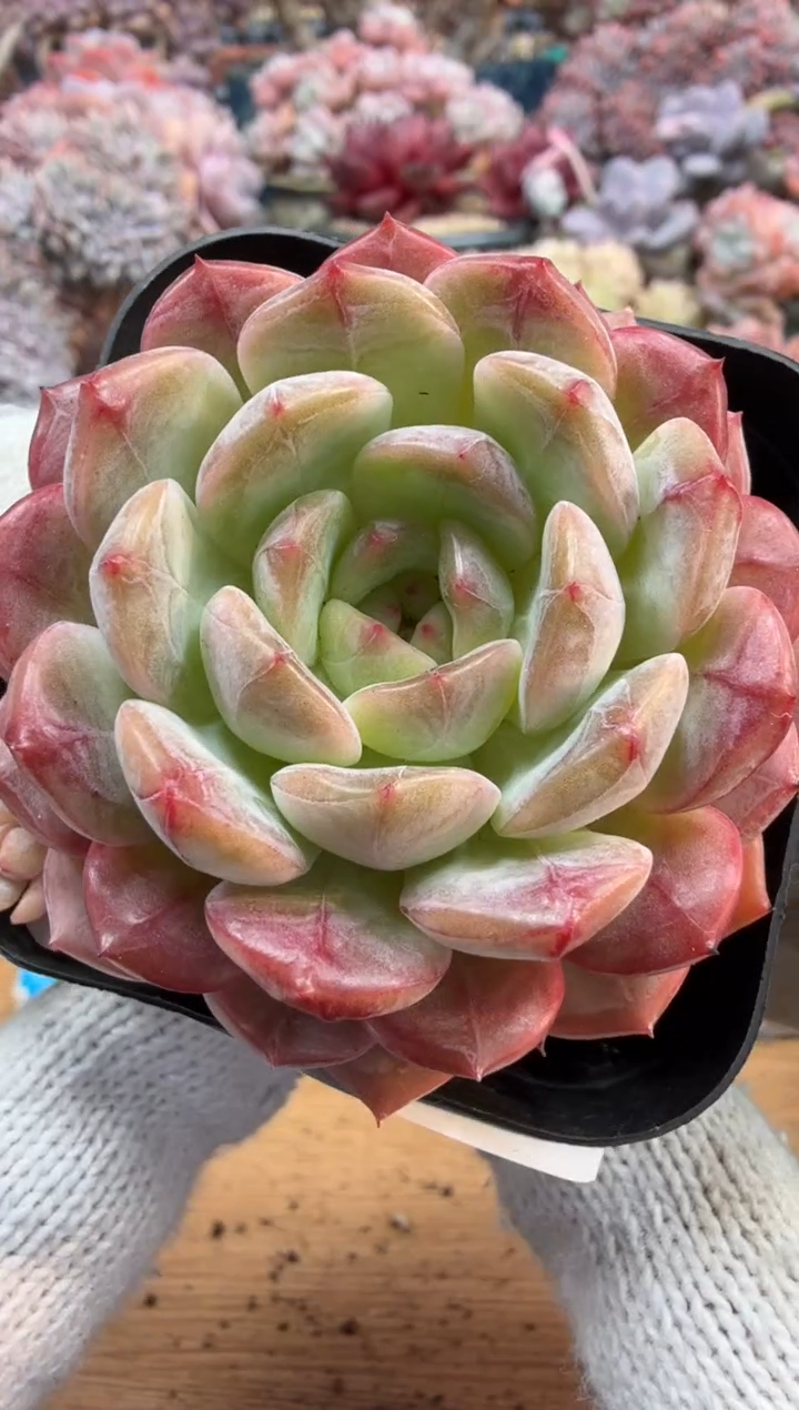 东云多肉园三号店-237