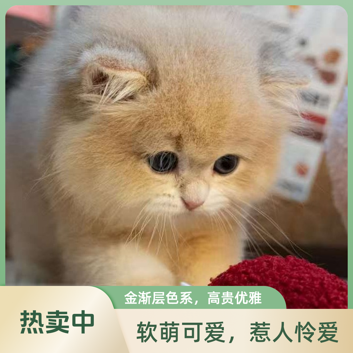 猫调萌宠活体猫特价专属链接